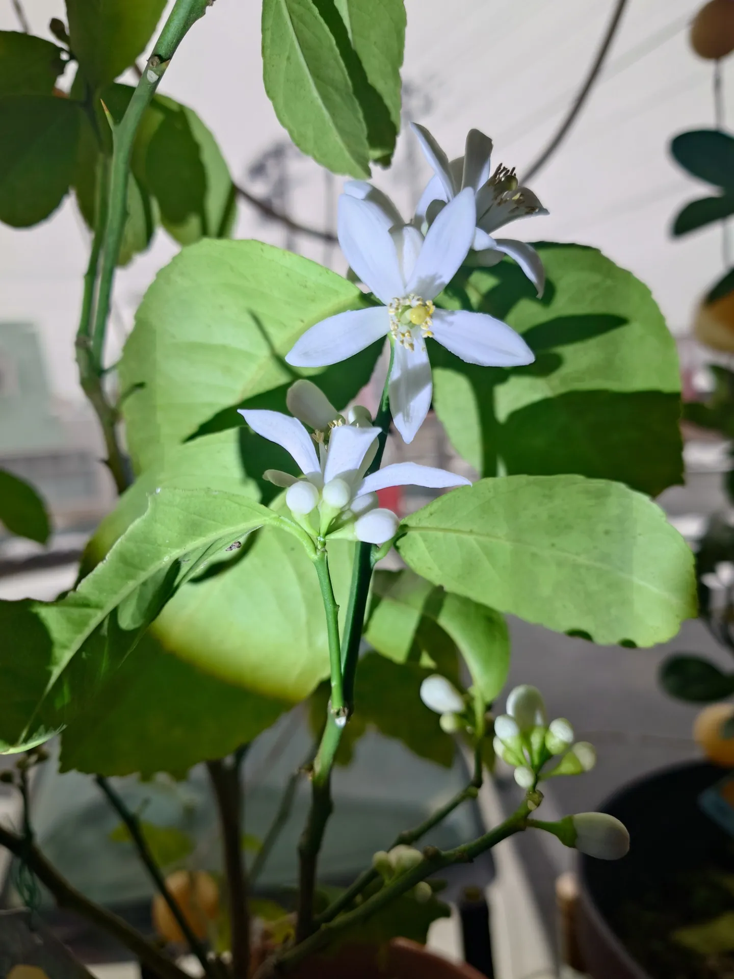 あけましておめでとうございます